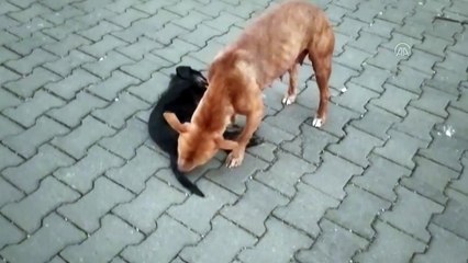 Anne köpek kazada ölen yavrusunun başından ayrılamadı
