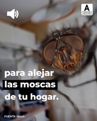 Remedios caseros para alejar las moscas del hogar | ActitudFem