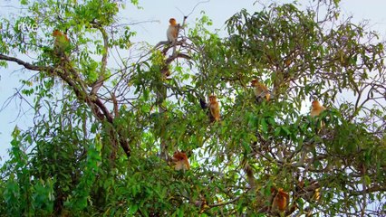 Islas Tropicales - Episodio 2: Borneo