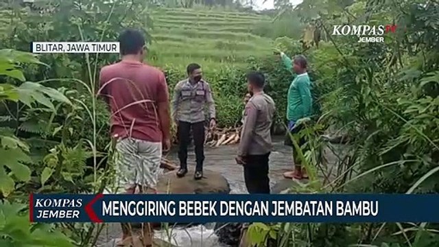 350 Ekor Bebek Raib Dicuri Maling dalam Sekejap