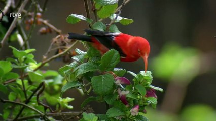 Islas tropicales - Episodio 3: Hawai