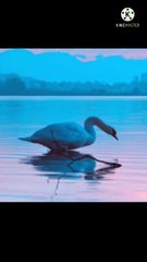 Swan  perform a Hindu Dand  #swan