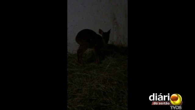 Polícia Militar resgata filhote de veado que encontrava-se perdido e desorientado, no Ceará