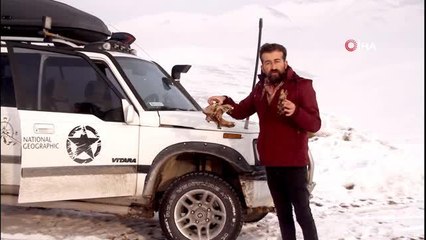 Kurtların parçaladığı köpekten geriye kafatası kaldı