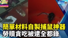 簡單材料自製捕鼠神器 勞贖貪吃被逮全都錄