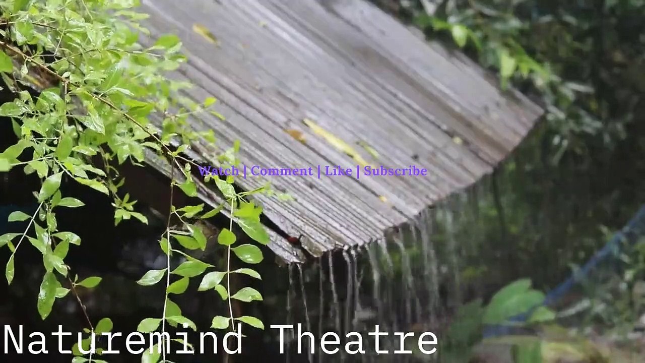 Heavy Thunderstorm And Rain Falling On A Forest Tin Roof  ( For Relaxation, Sleep, And More  )
