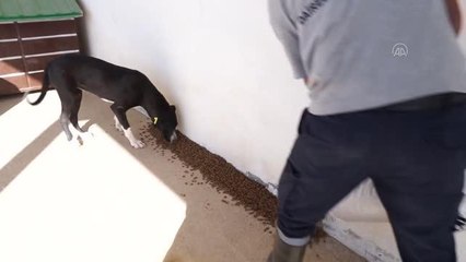 Barınaktaki "canlar"ı gönüllü hayvan dostları sahipleniyor