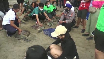 Tải video: Las autoridades indonesias liberan en Bali a 33 tortugas marinas