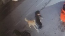 5 sokak köpeği yolda yürüyen 15 yaşındaki çocuğa saldırdı!
