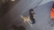5 sokak köpeği yolda yürüyen 15 yaşındaki çocuğa saldırdı!