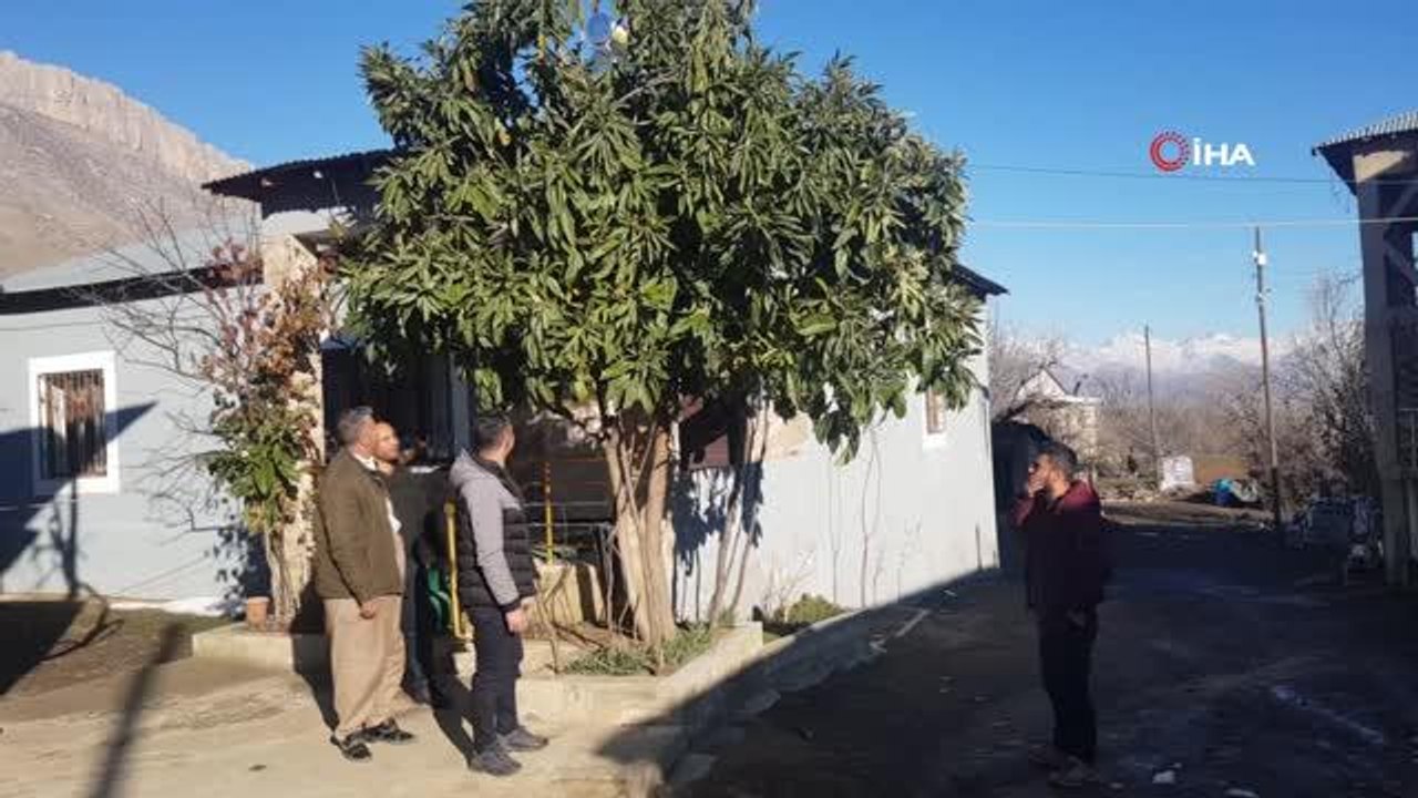 Çevre iller kar altındayken Derecik'te bahar havası yaşanıyor