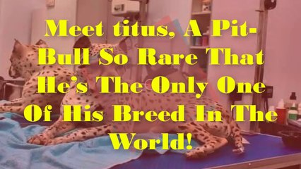 Meet titus, A Pit Bull So Rare That He’s The Only One Of His Breed In The World!