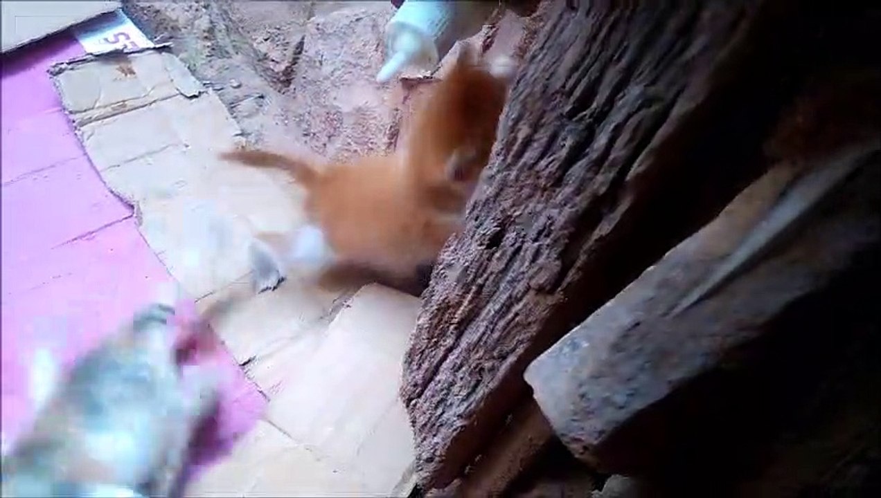 anak kucing berebut minum susu sampai cakar-cakaran