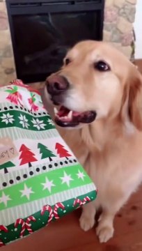 Un chien reçoit un cadeau de noel très utile
