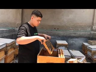 حكاية أصغر مربي نحل في الخانكة: بحلم أصدر للخارج