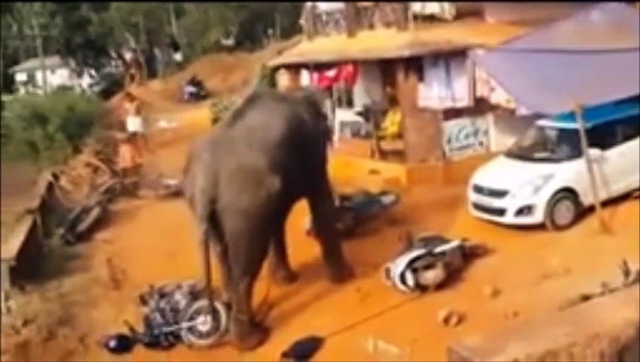 video gajah yang menyerang pengguna jalan