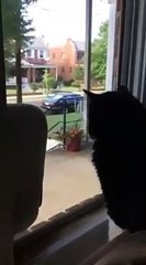 Cat reacts to owner bringing home a new puppy
