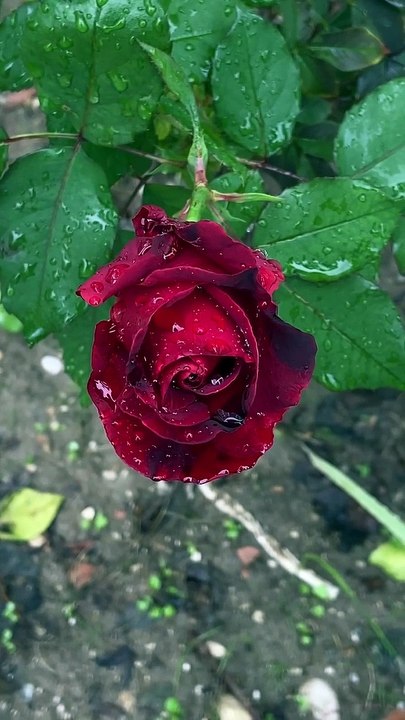 Happy evening flowers