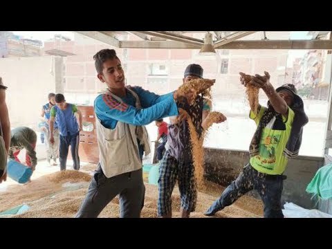 بشاير الخير في الدقهلية..طوابير في أول أيام توريد القمح الجديد