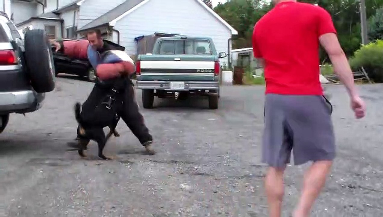 Rottweiler Protection