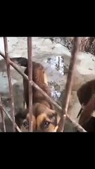 Hayvan derneği SOHAYKO'nun maskesi düştü! "Barınaktaki hayvanları aç bıraktı, kızına cip aldı!"