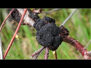 أصيب بيه سمير غانم ..  الفطر الاسود اعراضه وطرق الوقاية