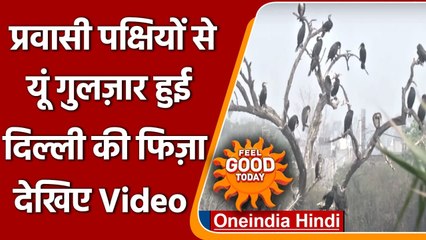 Delhi: Yamuna Biodiversity Park में Migrat Birds के आने का सिलसिला जारी | वनइंडिया हिंदी