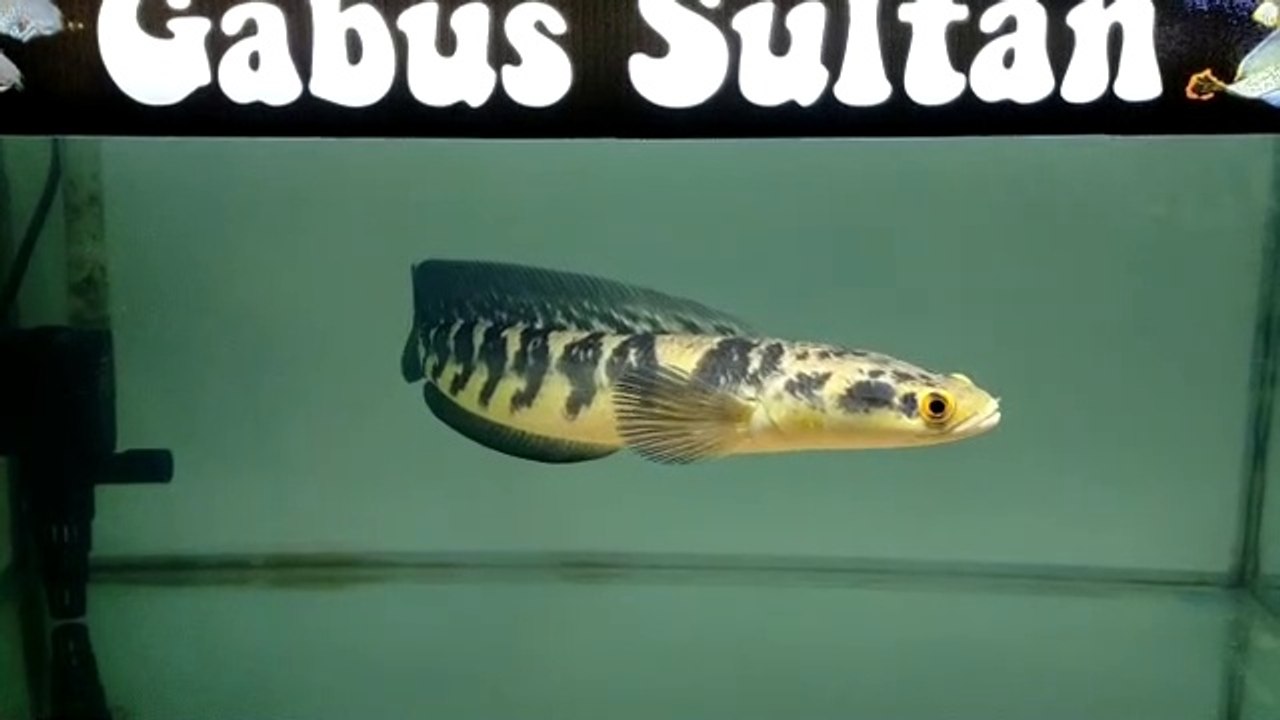 CHANNA MARU