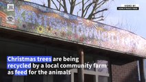 Christmas feast- London's oldest city farm goats recycle Christmas trees