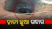 Elephant Calf Slips Into Well In Mayurbhanj, Rescue Operation Underway
