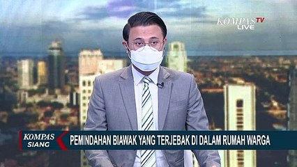 Detik-Detik Pemindahan Seekor Biawak yang Terjebak di Dalam Rumah Warga