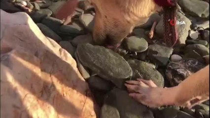 Pendik'te kaybolan köpeğini bulana 2 bin 500 lira ödül verecek