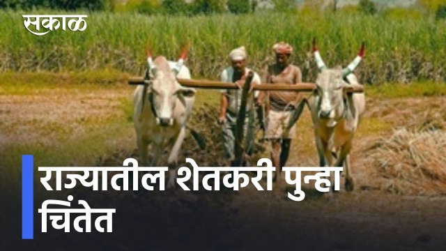 Maharashtra Rain Updates l राज्यात पुढचे 4 दिवस पावसाचे, शेती पिकांचं नुकसान होण्याची शक्यता l Sakal