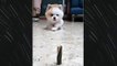 This Cutest Puppy Wants To Eat Candy With  Chinese Words Getting Embedded - Funny