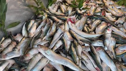 Tirsi balığı, ucuz fiyatı ve lezzetiyle tezgahları süslüyor