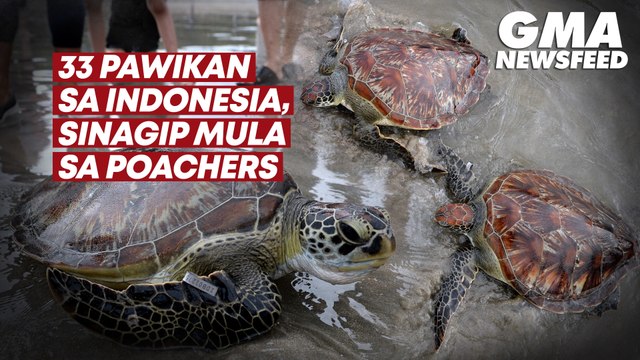 33 pawikan sa Indonesia, sinagip mula sa poachers | GMA News Feed