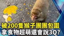 被200隻猴子團團包圍！ 拿食物超有禮貌還會說3Q？