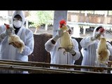 اكتشاف بؤرة إيجابية لإنفلونزا الطيور في المنوفية.. النعام كله مات