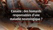 Canada : des homards responsables d’une maladie neurologique ?
