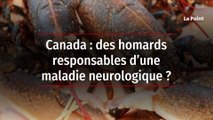 Canada : des homards responsables d’une maladie neurologique ?