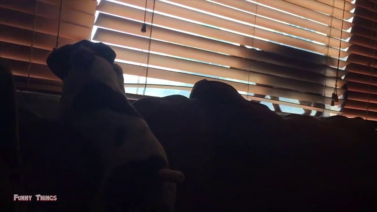 Funny Cat Videos ● That Will Make You Smile #6 - Funniest Dogs and Cats Videos