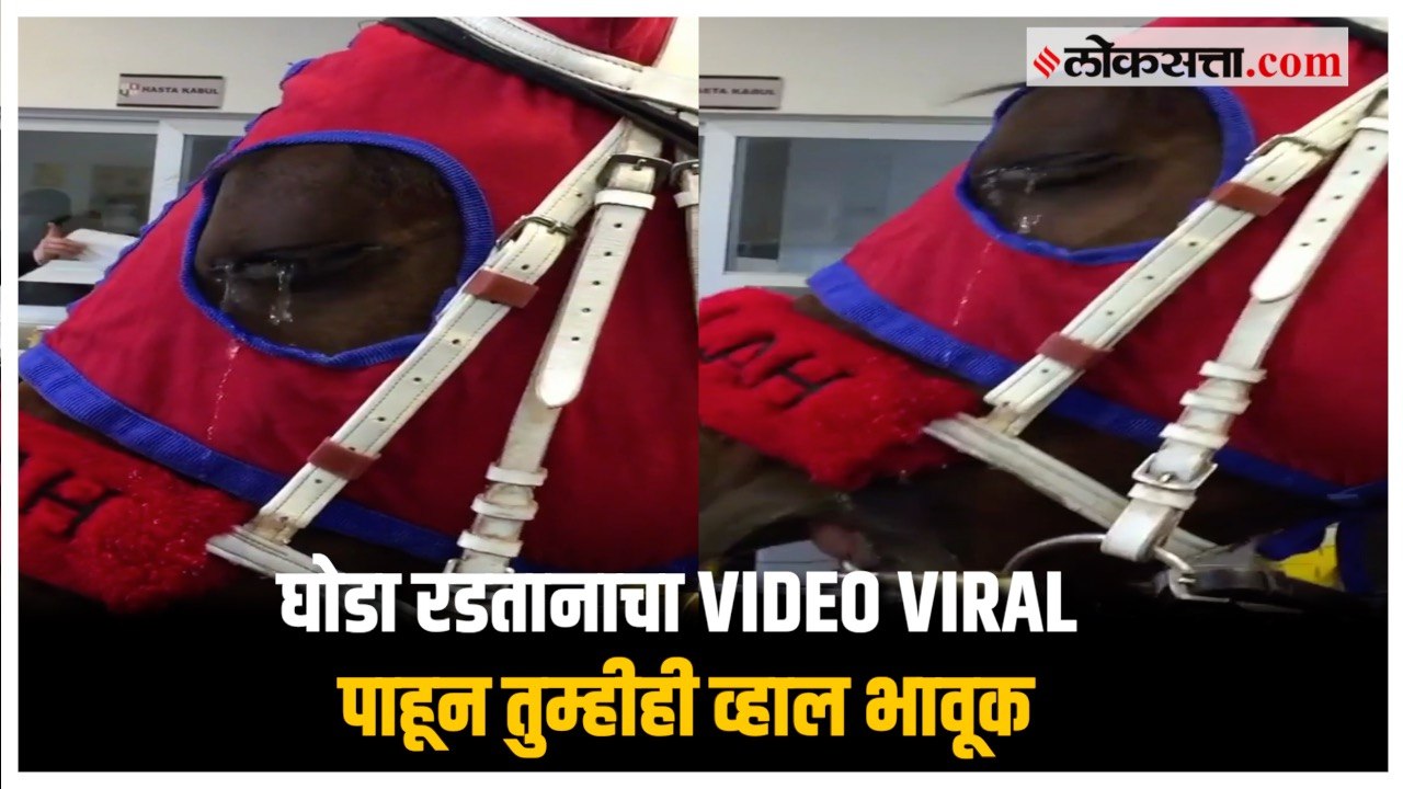 घोडा रडतानाचा व्हिडीओ सोशल मीडियावर व्हायरल