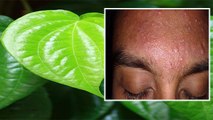 पान के पत्तों के ये फायदे जानकर आप भी हो जाएंगे दंग | Boldsky
