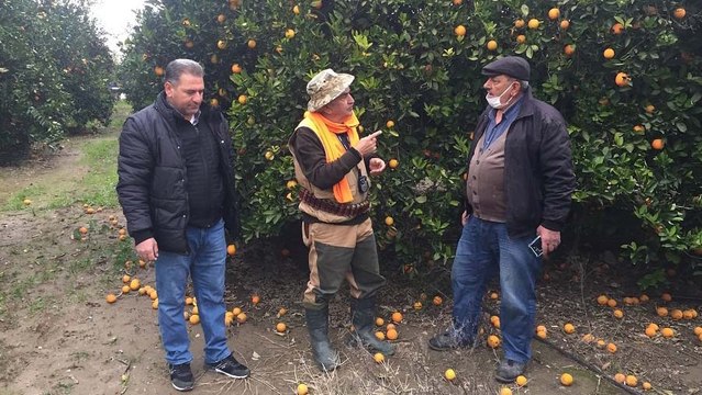 Domuzlardan bıkan narenciye üreticileri avcılardan yardım istedi