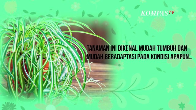5 Jenis Tanaman Hias Ini Cocok Diletakkan di Kamar Mandi, Apa Saja?