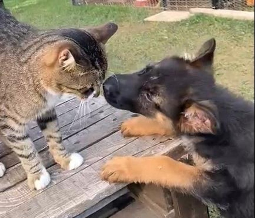 Edirne'de kedi ile köpeğin dostluğu görenleri şaşırtıyor