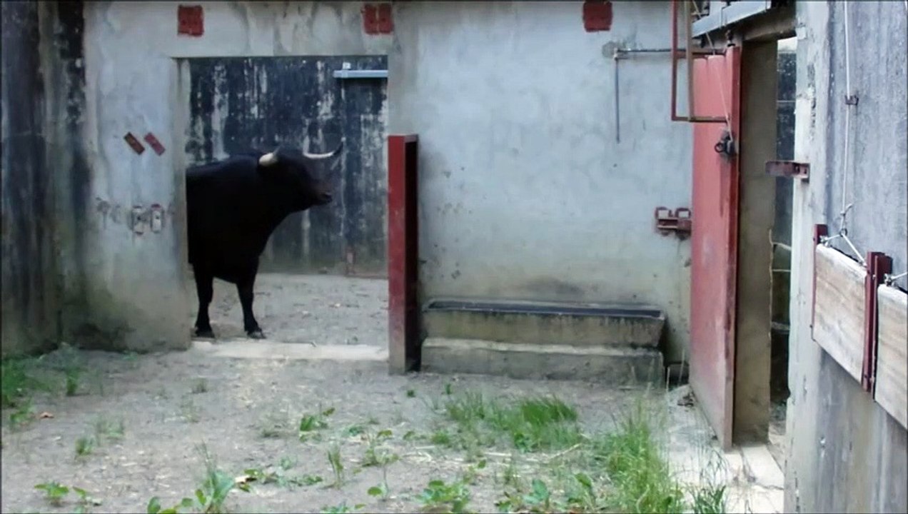 peternakan banteng