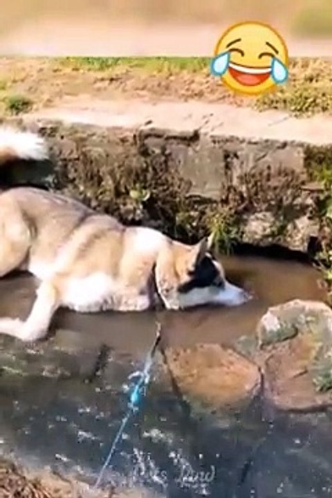 Funniest Cats and Dogs
