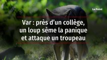 Var : près d’un collège, un loup sème la panique et attaque un troupeau