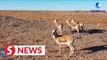 Around 10,000 wild Mongolian gazelle spotted in N. China's Xilingol